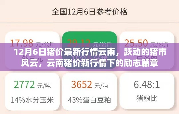 云南猪价最新动态,市场风云涌动,猪市励志篇章开启