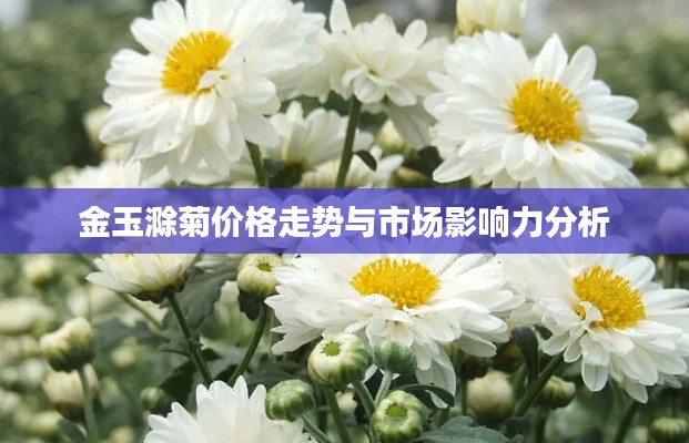 金玉滁菊价格走势与市场影响力分析