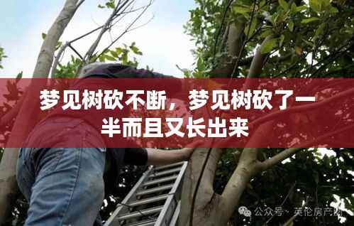 梦见树砍不断,梦见树砍了一半而且又长出来
