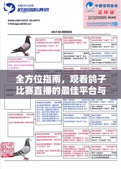 全方位指南，观看鸽子比赛直播的最佳平台与渠道！