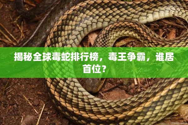揭秘全球毒蛇排行榜,毒王争霸,谁居首位?