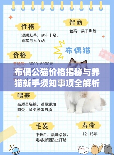 布偶公猫价格揭秘与养猫新手须知事项全解析