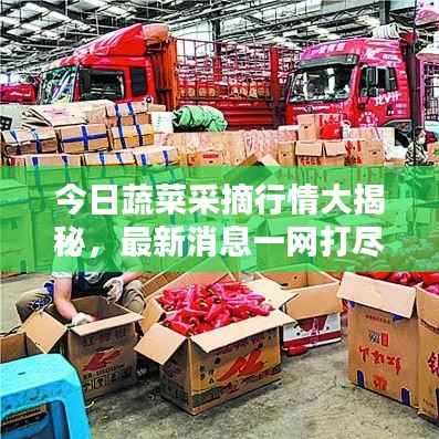 今日蔬菜采摘行情大揭秘，最新消息一网打尽